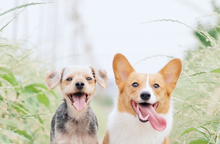 Preventing Home Dog Fights in Paris