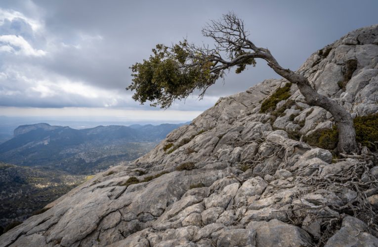 Paris: The Importance of Resilience in Overcoming Trauma